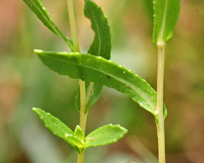 Curlycup Gumweed leaves are green or gray-green and the blades are variable. The leaf edges are often toothed with a yellow “bump” at the tip of the tooth as shown in the photo. Grindelia squarrosa 